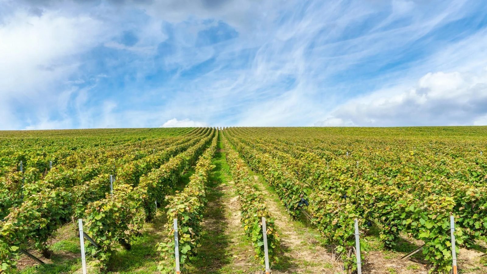 Nashik vineyards
